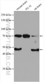 BACE1 Antibody in Western Blot (WB)