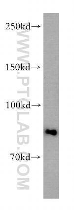 ARNT2 Antibody in Western Blot (WB)