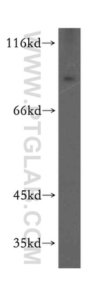 ARNT2 Antibody in Western Blot (WB)