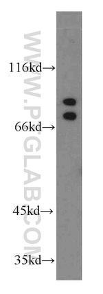 ARNT2 Antibody in Western Blot (WB)