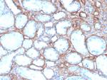 Collagen IV Antibody in Immunohistochemistry (Paraffin) (IHC (P))