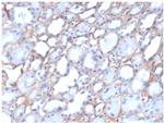 Collagen IV (COL4A1/COL4A2) Antibody in Immunohistochemistry (Paraffin) (IHC (P))