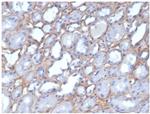 Collagen IV (COL4A1/COL4A2) Antibody in Immunohistochemistry (Paraffin) (IHC (P))
