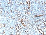 Collagen IV Antibody in Immunohistochemistry (Paraffin) (IHC (P))