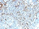 Collagen IV Antibody in Immunohistochemistry (Paraffin) (IHC (P))