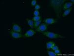 EXTL2 Antibody in Immunocytochemistry (ICC/IF)