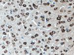 EXTL2 Antibody in Immunohistochemistry (Paraffin) (IHC (P))