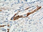 XK Antibody in Immunohistochemistry (Paraffin) (IHC (P))