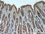 Alpha E catenin Antibody in Immunohistochemistry (Paraffin) (IHC (P))