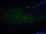 Neuropeptide Y Antibody in Immunohistochemistry (PFA fixed) (IHC (PFA))