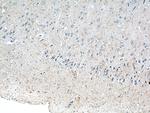 Neuropeptide Y Antibody in Immunohistochemistry (Paraffin) (IHC (P))