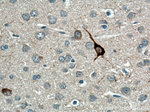 Neuropeptide Y Antibody in Immunohistochemistry (Paraffin) (IHC (P))