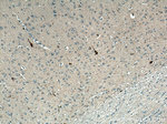 Neuropeptide Y Antibody in Immunohistochemistry (Paraffin) (IHC (P))