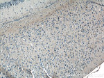 Neuropeptide Y Antibody in Immunohistochemistry (Paraffin) (IHC (P))