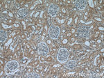 KDM3A/JMJD1A Antibody in Immunohistochemistry (Paraffin) (IHC (P))