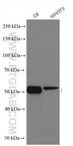 SMARCD3 Antibody in Western Blot (WB)