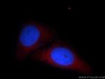 LGTN Antibody in Immunocytochemistry (ICC/IF)