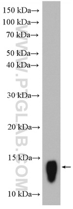 Galectin 2 Antibody in Western Blot (WB)