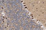 PCDHA6 Antibody in Immunohistochemistry (Paraffin) (IHC (P))