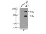 KGA/GAC Antibody in Immunoprecipitation (IP)