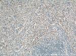 CD42b Antibody in Immunohistochemistry (Paraffin) (IHC (P))