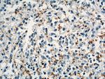 CD42b Antibody in Immunohistochemistry (Paraffin) (IHC (P))