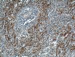 CD42b Antibody in Immunohistochemistry (Paraffin) (IHC (P))