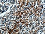 CD42b Antibody in Immunohistochemistry (Paraffin) (IHC (P))