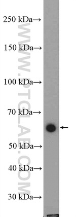 TRAF5 Antibody in Western Blot (WB)