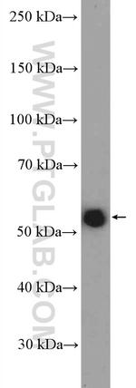 TRAF5 Antibody in Western Blot (WB)