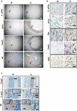 ATF4 Antibody in Immunohistochemistry (IHC)