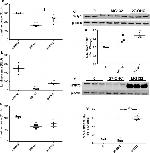 HSP70 Antibody in Western Blot (WB)