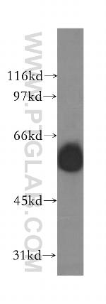 GABRG1 Antibody in Western Blot (WB)