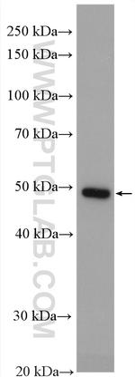 ALG1 Antibody in Western Blot (WB)