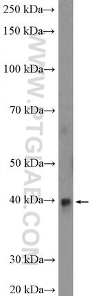 RPP38 Antibody in Western Blot (WB)