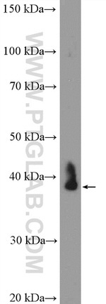 RPP38 Antibody in Western Blot (WB)