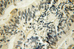 GJB3 Antibody in Immunohistochemistry (Paraffin) (IHC (P))