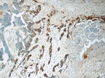 GJB3 Antibody in Immunohistochemistry (Paraffin) (IHC (P))