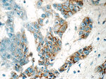 GJB3 Antibody in Immunohistochemistry (Paraffin) (IHC (P))