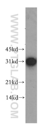 GJB3 Antibody in Western Blot (WB)