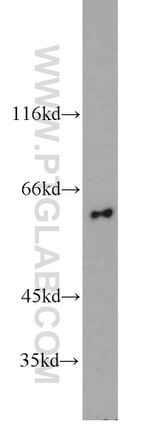 LILRB5 Antibody in Western Blot (WB)