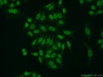 TDP-43 (C-terminal) Antibody in Immunocytochemistry (ICC/IF)