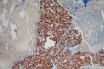 TDP-43 (C-terminal) Antibody in Immunohistochemistry (Paraffin) (IHC (P))