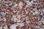 TDP-43 (C-terminal) Antibody in Immunohistochemistry (Paraffin) (IHC (P))