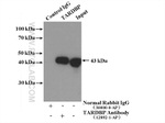 TDP-43 (C-terminal) Antibody in Immunoprecipitation (IP)