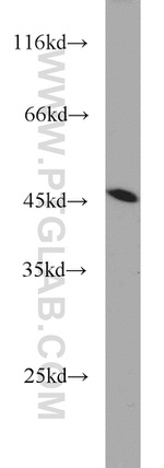 TDP-43 (C-terminal) Antibody in Western Blot (WB)