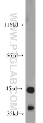 TDP-43 (C-terminal) Antibody in Western Blot (WB)