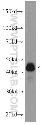 TDP-43 (C-terminal) Antibody in Western Blot (WB)