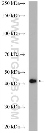 TDP-43 (C-terminal) Antibody in Western Blot (WB)