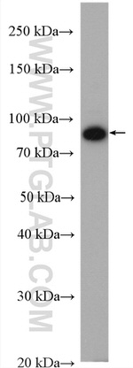 CUL1 Antibody in Western Blot (WB)